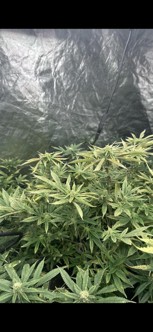 Grand mommy👵😈 purple. Week 10