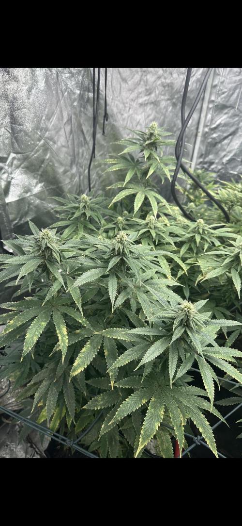 Grand mommy👵😈 purple. Week 10