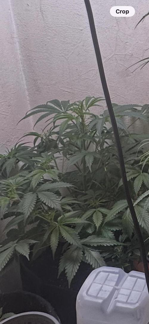 Northern lights by divine seeds!. Week 7