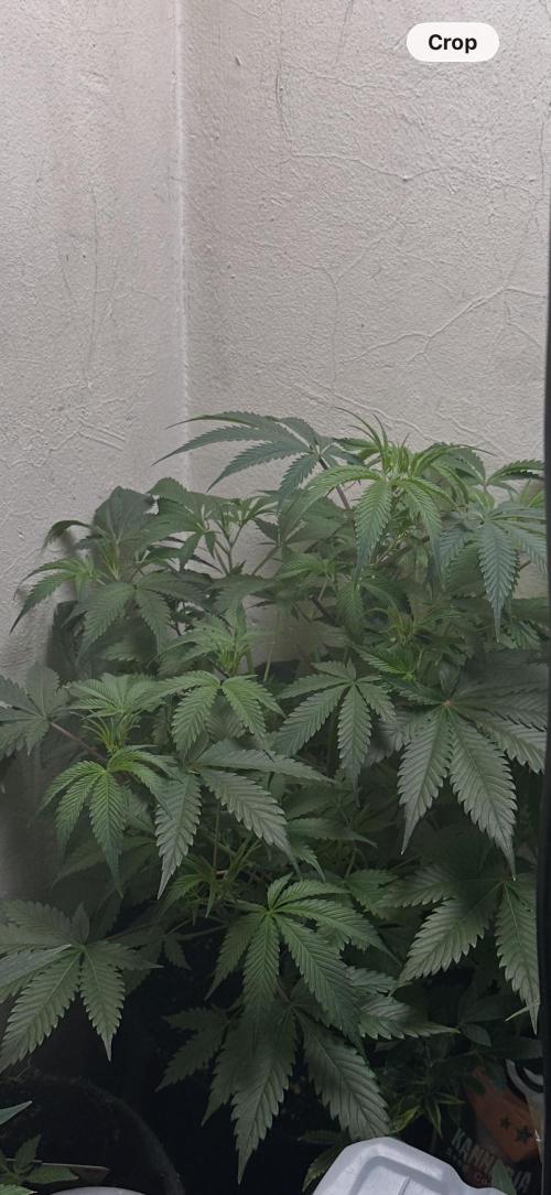 Northern lights by divine seeds!. Week 10