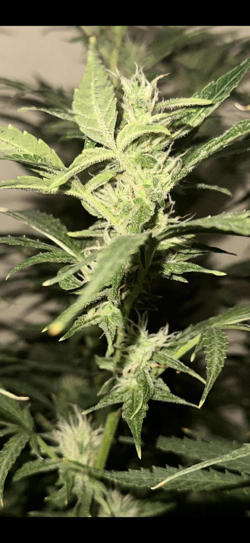 Northern lights by divine seeds!. Week 10