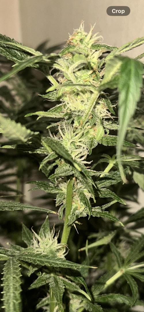 Northern lights by divine seeds!. Week 10
