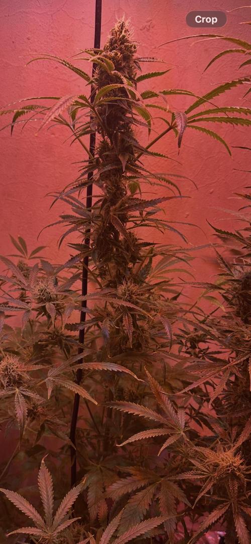 Northern lights by divine seeds!. Week 10