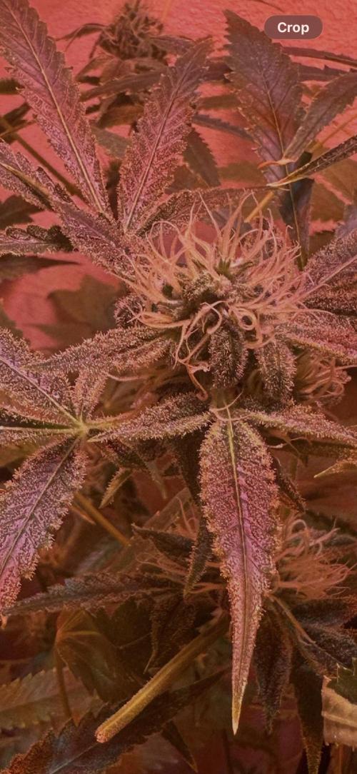 Northern lights by divine seeds!. Week 10