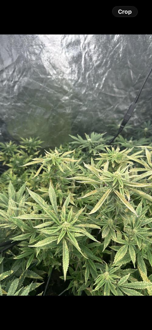 Grand mommy👵😈 purple. Week 12