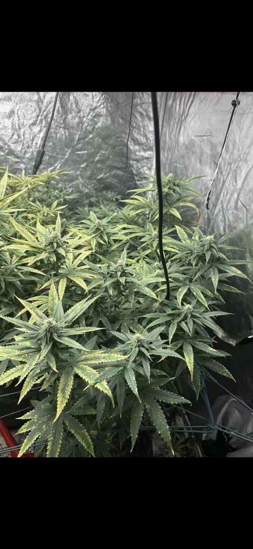 Grand mommy👵😈 purple. Week 12