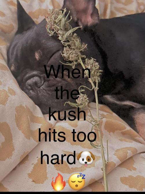 Memes. Week 0
