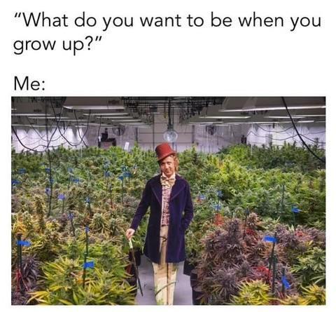 Memes. Week 0