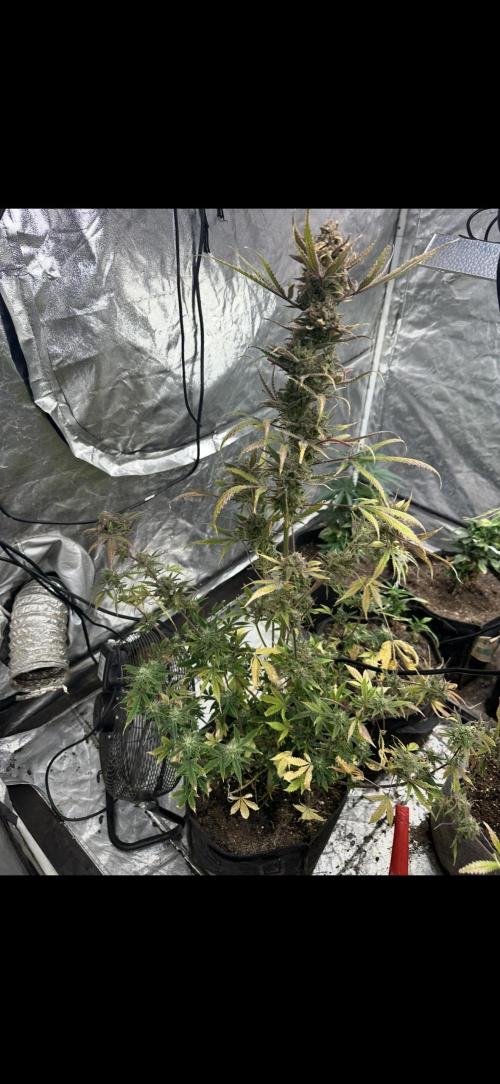 Northern lights by divine seeds!. Week 13