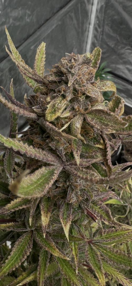 Northern lights by divine seeds!. Week 13