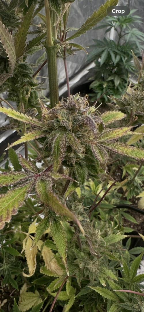 Northern lights by divine seeds!. Week 13
