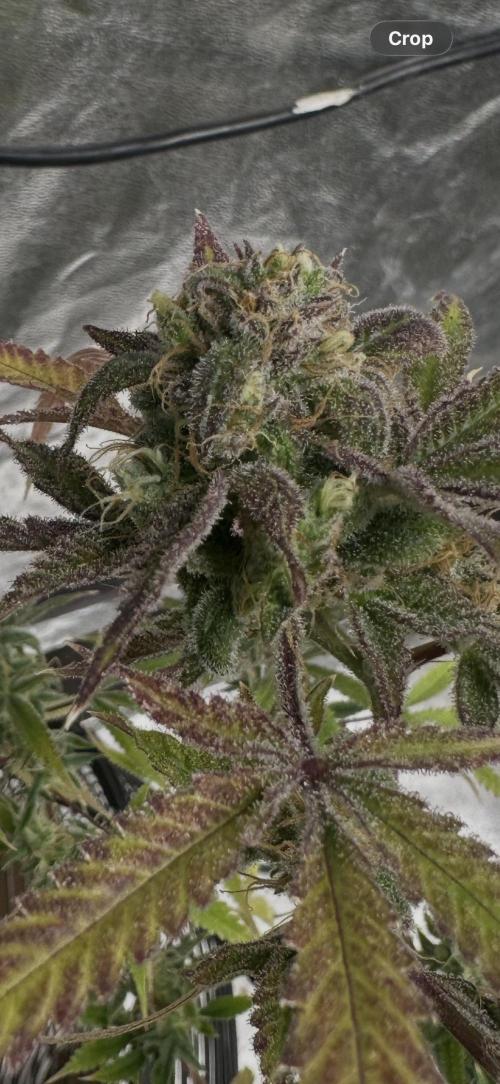 Northern lights by divine seeds!. Week 13