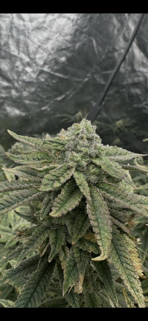 Grand mommy👵😈 purple. Week 14