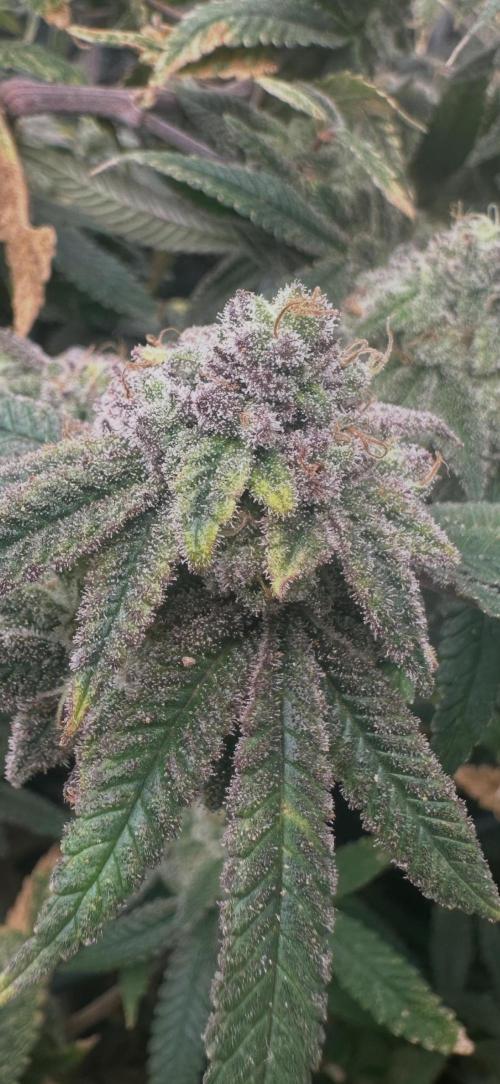 Herbies Seeds - Grandmommy Purple by smoker420