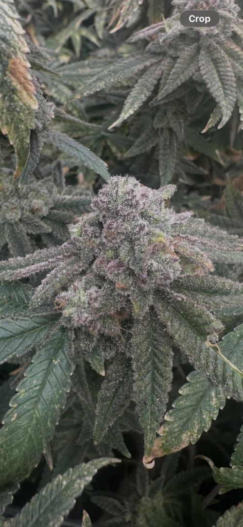 Grand mommy👵😈 purple. Week 15