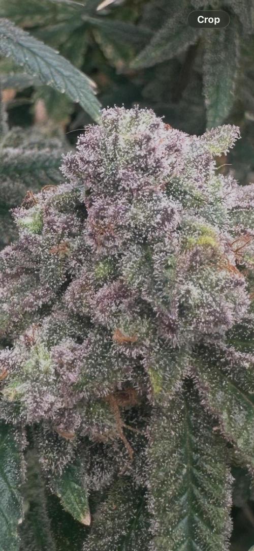Grand mommy👵😈 purple. Week 15