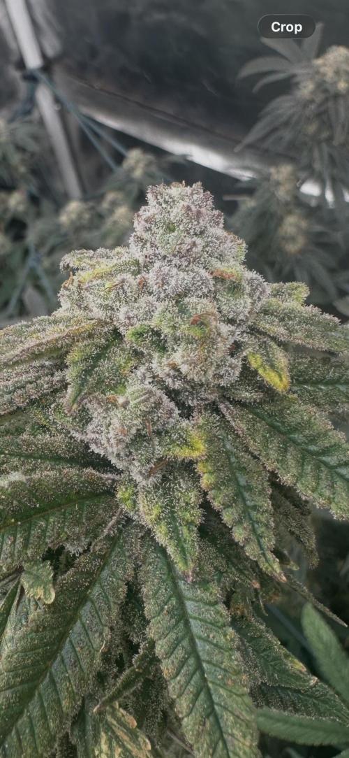 Grand mommy👵😈 purple. Week 15