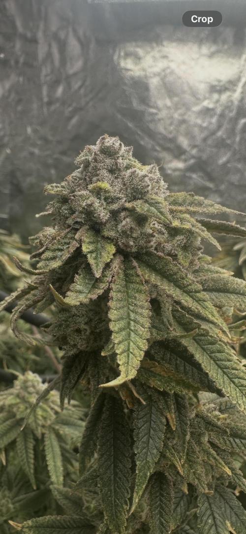 Grand mommy👵😈 purple. Week 15