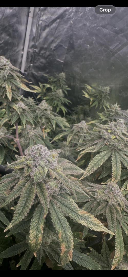 Grand mommy👵😈 purple. Week 15