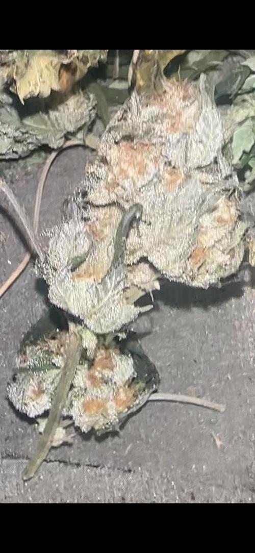 Grand mommy👵😈 purple. Week 16