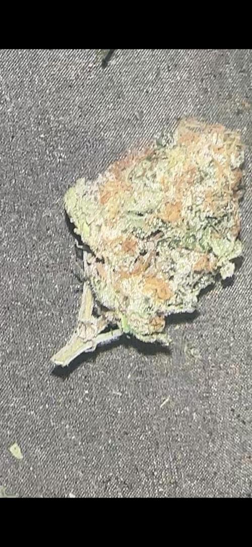 Grand mommy👵😈 purple. Week 16