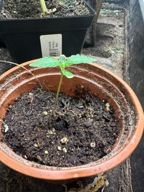 Green cure cbd zamnesia🍀. Week 1