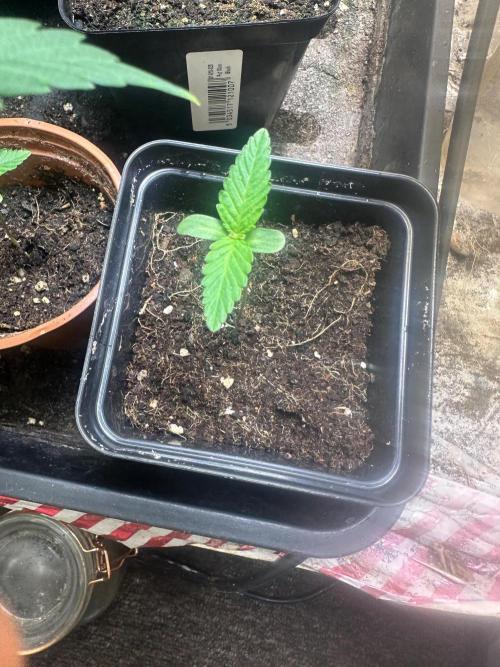 Green cure cbd zamnesia🍀. Week 1 - Lush🌱