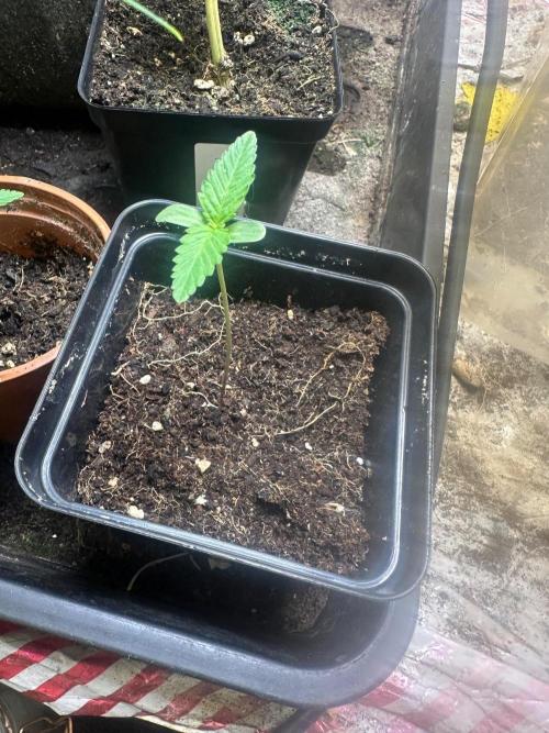 TSL2000 300W LED. Week 1