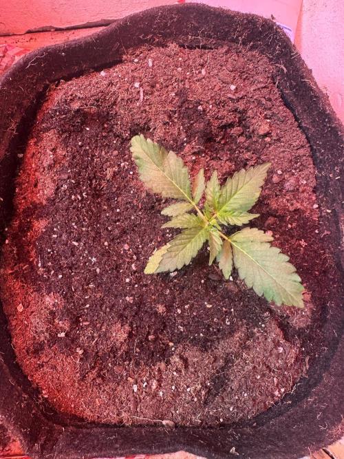 Green cure cbd zamnesia🍀. Week 2
