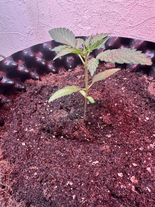 Green cure cbd zamnesia🍀. Week 2