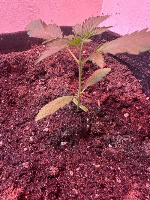 Green cure cbd zamnesia🍀. Week 2