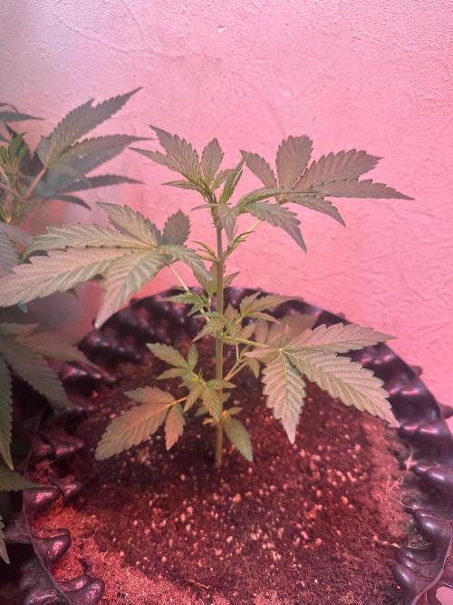 Green cure cbd zamnesia🍀. Week 3