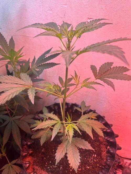 Green cure cbd zamnesia🍀. Week 3