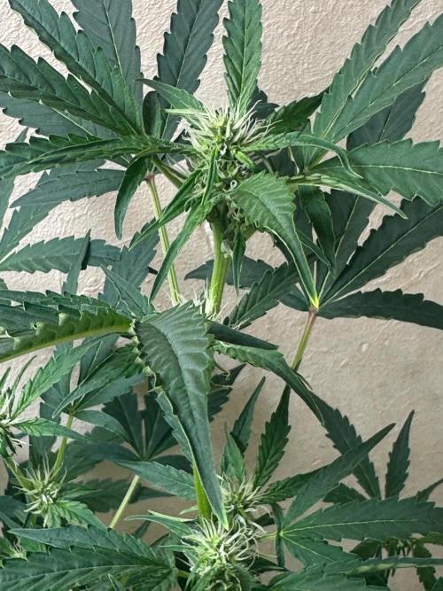 Green cure cbd zamnesia🍀. Week 4