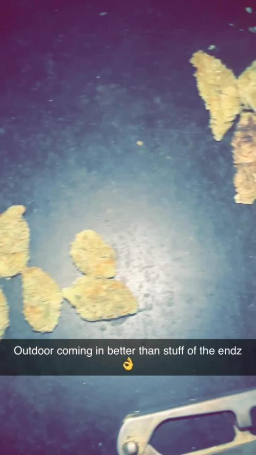 Green crack auto f1
