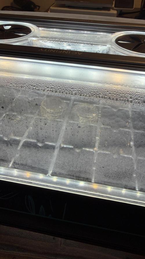 Californian Snow Auto. Week 0 - Bit of humidity in the chamber already.