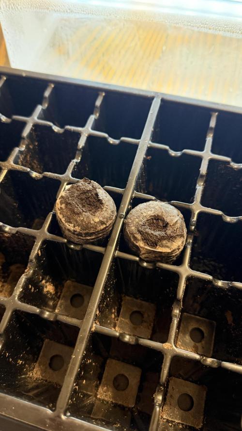 Californian Snow Auto. Week 0 - Peat pellets in the incubator.