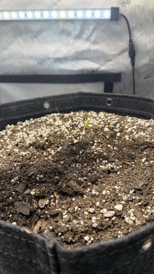 Banana Purple Punch Auto. Week 0 - First seedling to pop.