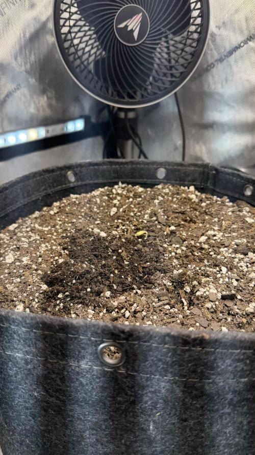 Banana Purple Punch Auto. Week 0 - Second to pop.