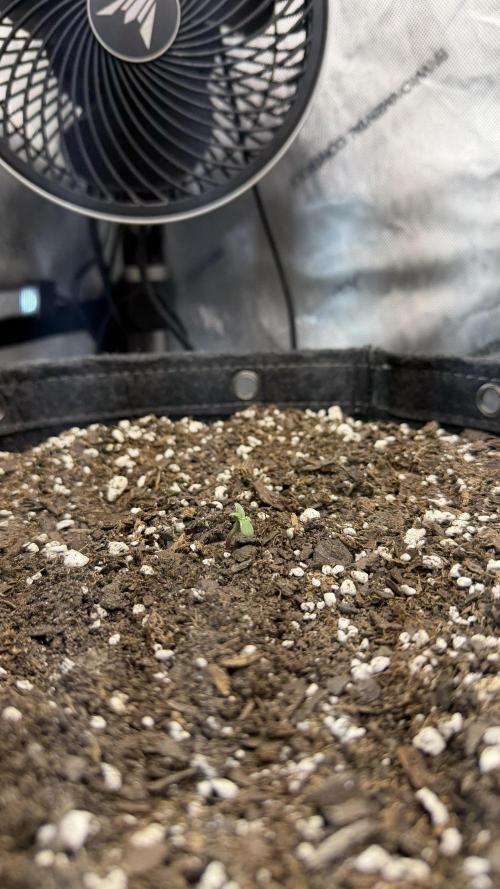 Banana Purple Punch Auto. Week 0 - Day after transplant and they're already showing their first true leaves.