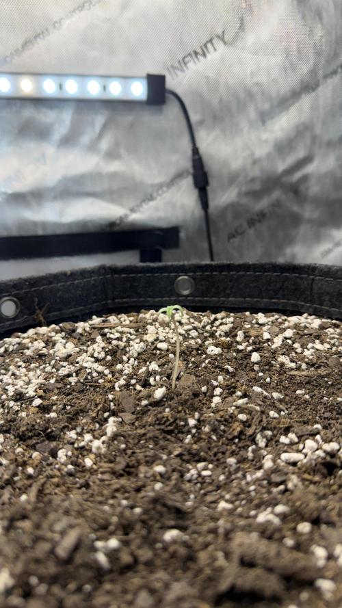 Banana Purple Punch Auto. Week 0 - Stretching a bit and looking good a day after transplanting.