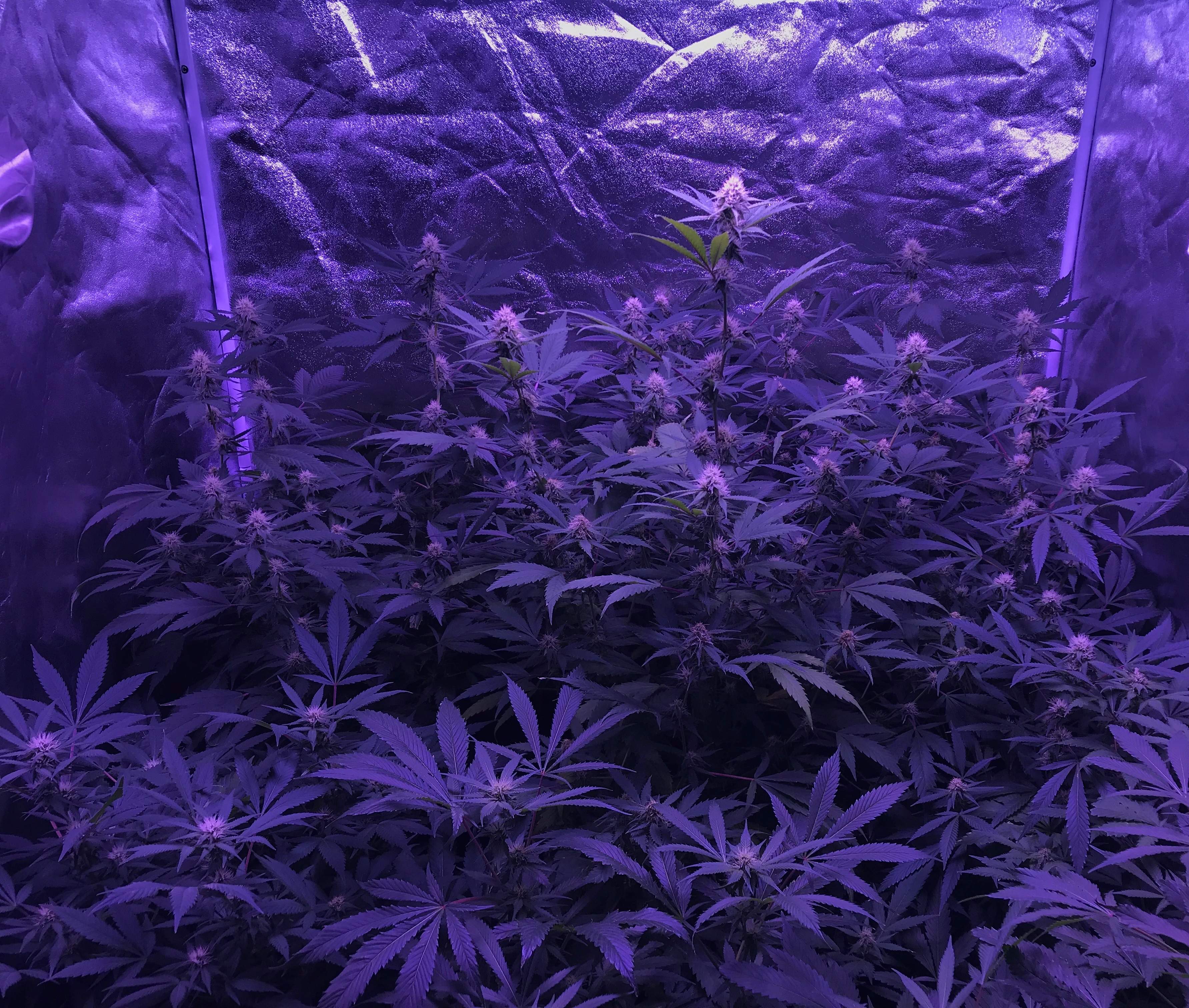 Pineapple Haze grow diary (journal) week3 by Darnellsmith4578 GrowDiaries