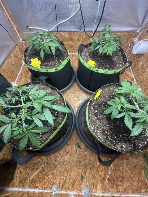 Indoor Grow #7. Week 3