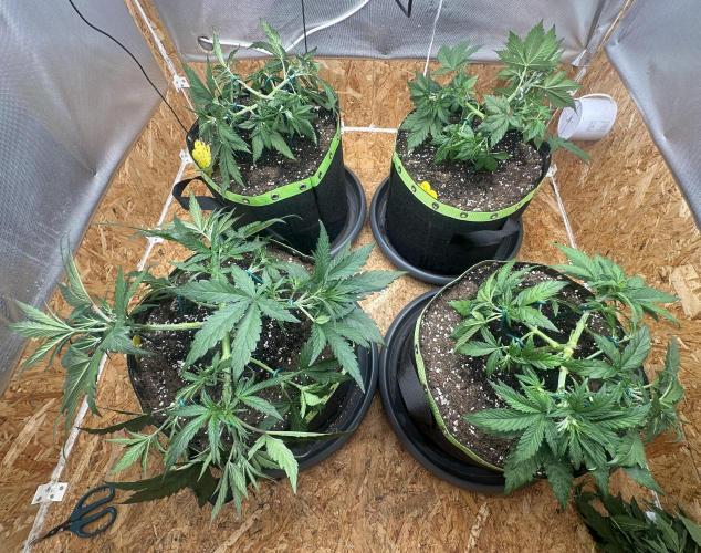 Indoor Grow #7. Week 4