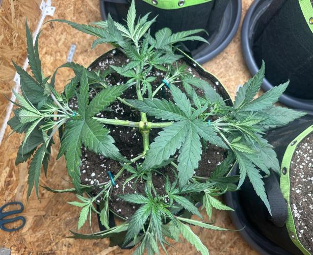 Indoor Grow #7. Week 4