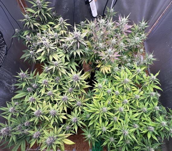 Indoor Grow #7. Week 7