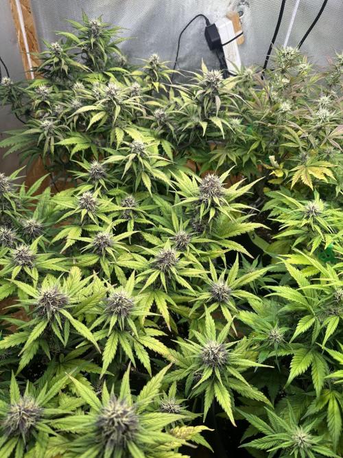 Indoor Grow #7. Week 7