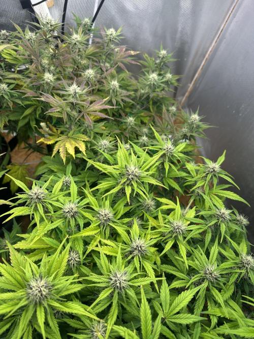 Indoor Grow #7. Week 7