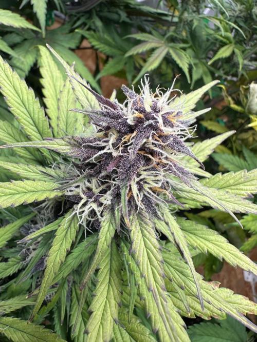 Indoor Grow #7. Week 7