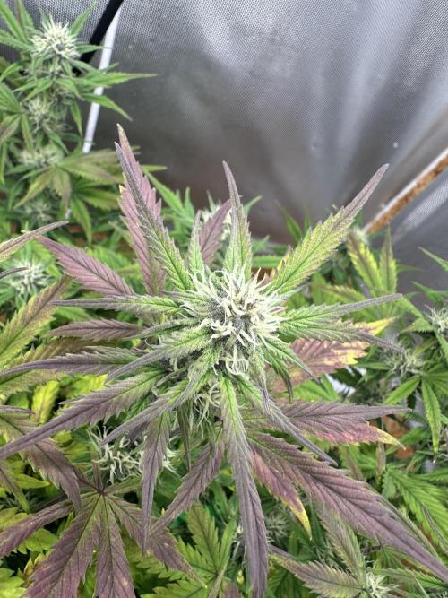 Indoor Grow #7. Week 7